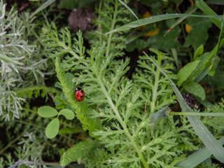 Fresh grass with ladybugs close up