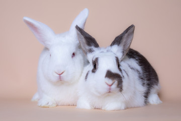 Adorable baby bunnies on a solid pink background