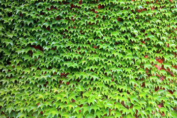 texture of ivy leaves closeup