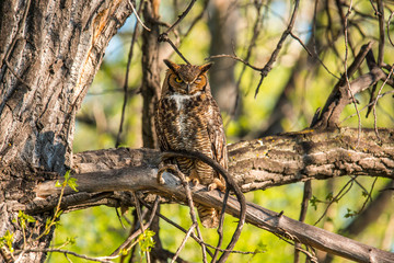 Great Horned Owl perching on a branch 