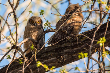 Great Horned Owlet(s) perching on a branch 