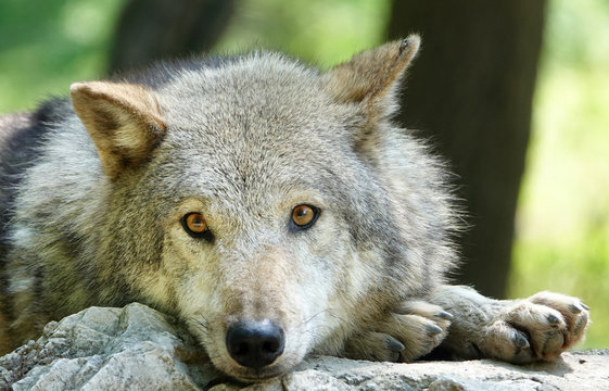 Fototapeta Sad unhappy wolf grey wild animal Canis lupus