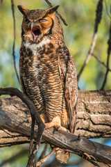 Great Horned Owl perching on a branch 