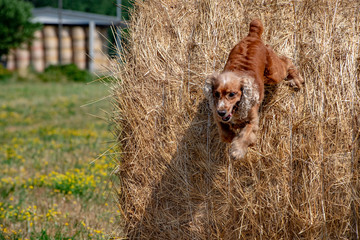 Dog puppy cocker spaniel jumping hay