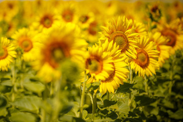 Field of sunflowers. Beautiful big yellow flowers against the blue sky.