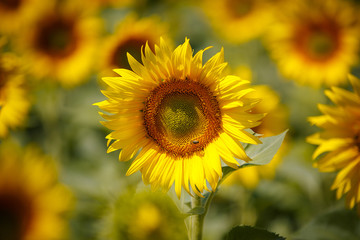 Field of sunflowers. Beautiful big yellow flowers against the blue sky.