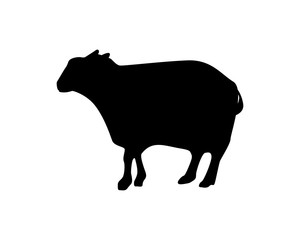 lamb silhouette fauna animal safari image vector icon logo