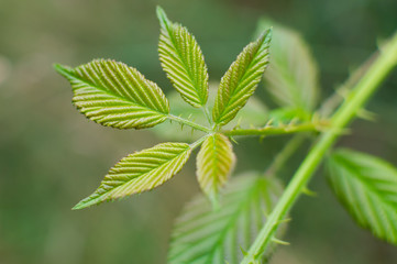 green leafy leaf