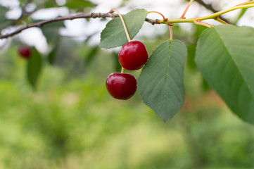 red cherries and green leaves