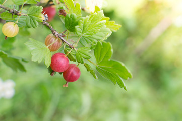 a bright gooseberry on a green branch