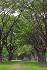 Natural forest landscape view.Beautiful trees background