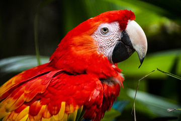 Macaw