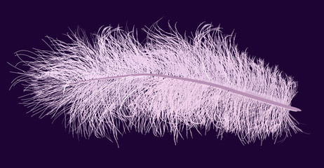 Obraz premium single pink feather isolated on dark blue