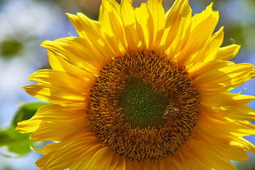 Sunflower close up picture