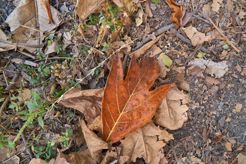 Autumn leaf fall in Java Indonesia 