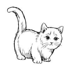 Little cat hand drawn