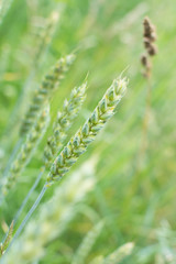 wheat grain of wheat