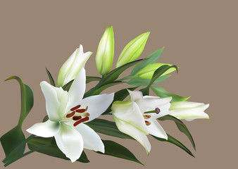 white green lily flowers on brown