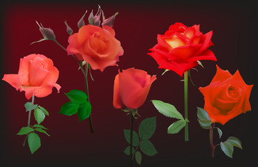 Obraz premium five red rose flowers on dark background