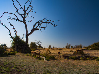 Antelope in Chobe National Park in Botswana, Africa