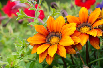 Fototapeta premium bright summer flowers in the garden