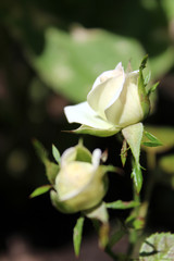 Blooming white rose