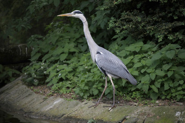 Graureiher oder Fischreiher (Ardea cinerea)