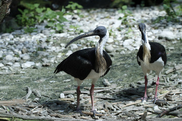 Stachelibis (Threskiornis spinicollis) 