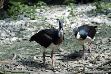 Stachelibis (Threskiornis spinicollis) 