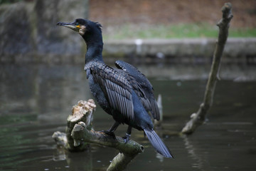 Kormoran (Phalacrocorax carbo) auf Ast sitzend