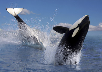 Fototapeta Zwei Schwertwale  (Orcinus orca), Killerwale im Sprung obraz