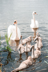 Mute swan family, adult with young, white swan, Cygnus olor