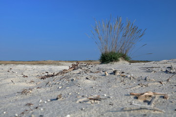 Pejzaż pustynny, jasny piasek, małe kamyki na piasku, mała kępa trawy, błękitne czyste niebo, nikgo - obrazy, fototapety, plakaty
