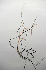 Fototapeta premium Dry twigs in the lake and reflected picture on the water. It is the art created by nature.