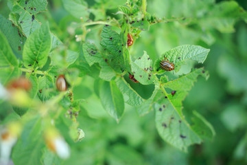 destroyed potatoes by Colorado beetle