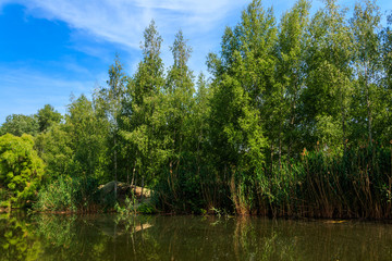 Fototapeta na wymiar Small calm lake in green birch forest at summer