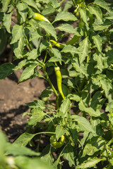 Bah&ccedil;ede yetişen sebze ve meyveler