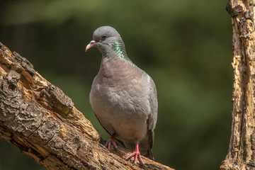 pigeon, Stock pigeon, Columba oenas