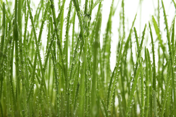Sprouted wheat grass on white background, closeup