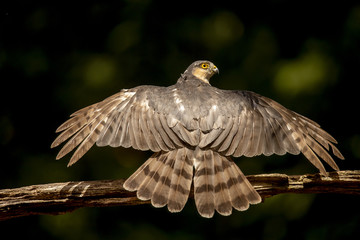 Sparrow hawk