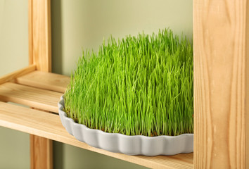 Dish with sprouted wheat grass on wooden shelf, closeup