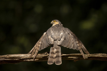 Sparrow hawk