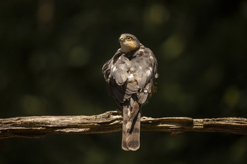 Sparrow hawk