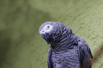 Porträt eines Graupapageis, Psittacus erithacus