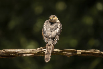 Sparrow hawk