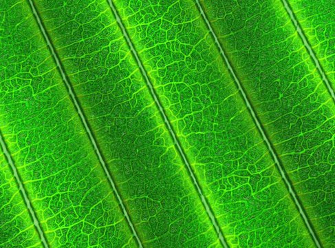 Close-up on the structure of a green leaf