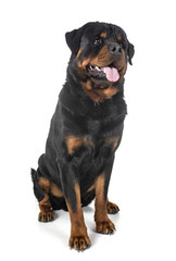 rottweiler in studio