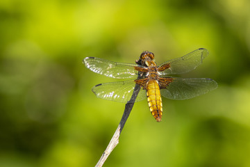 Dragonfly, Odonata