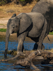 Elephant in the river Okavango delta in Botswana, Africa