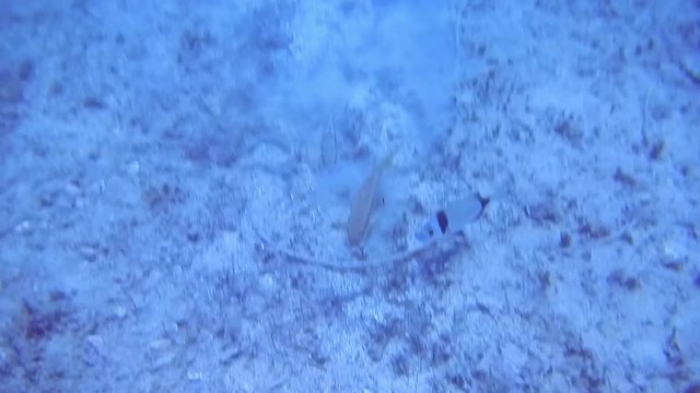 underwater shooting in the Aegean sea.
